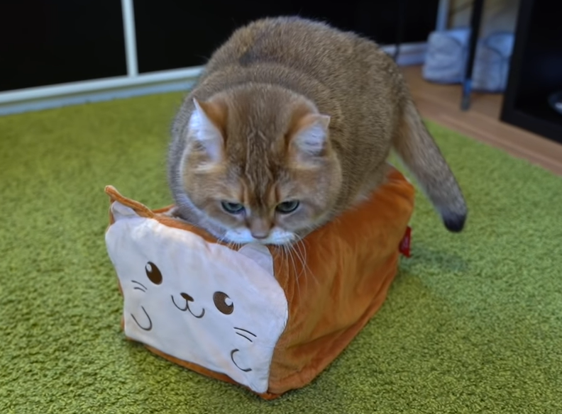 パンに入れそうな猫
