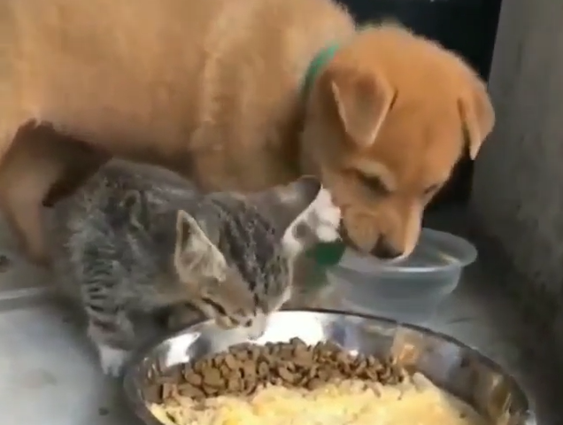 犬と猫の食事