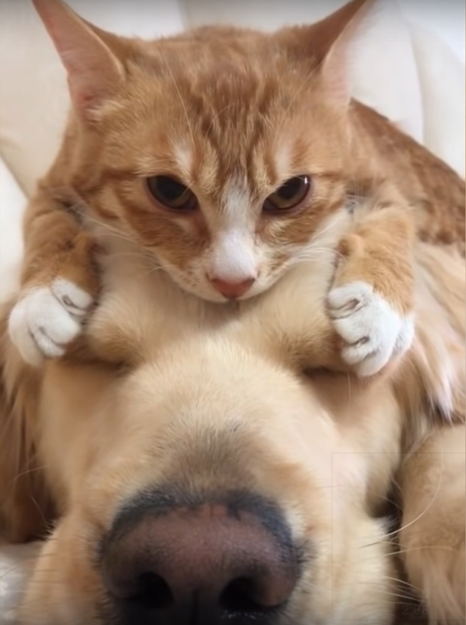 犬の頭の上に乗る子猫