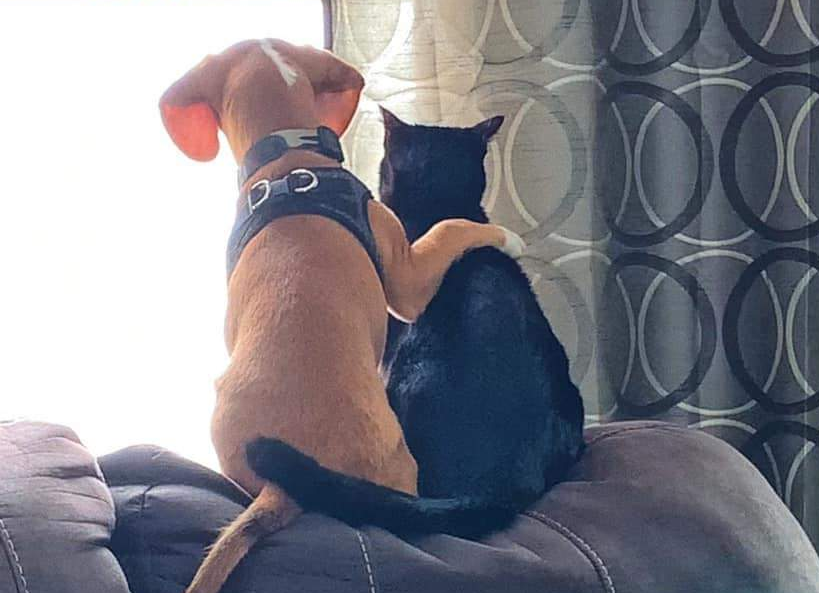 肩を組み寄り添う犬と猫