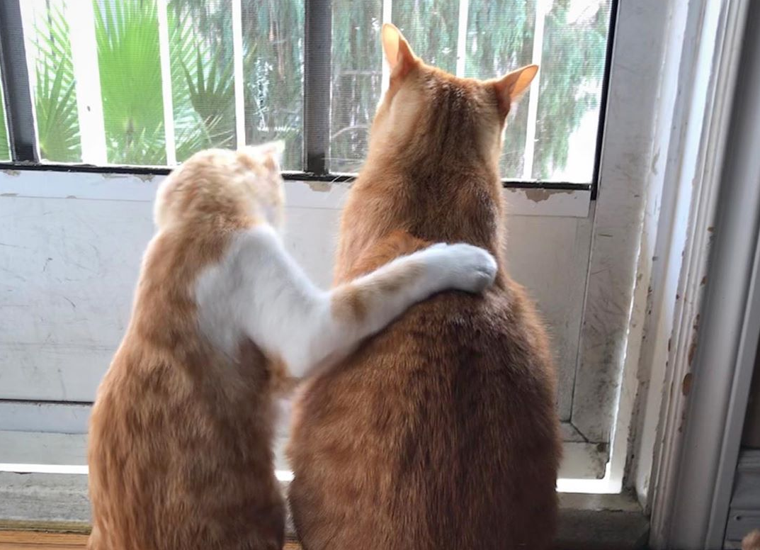 肩を組み合う猫と猫