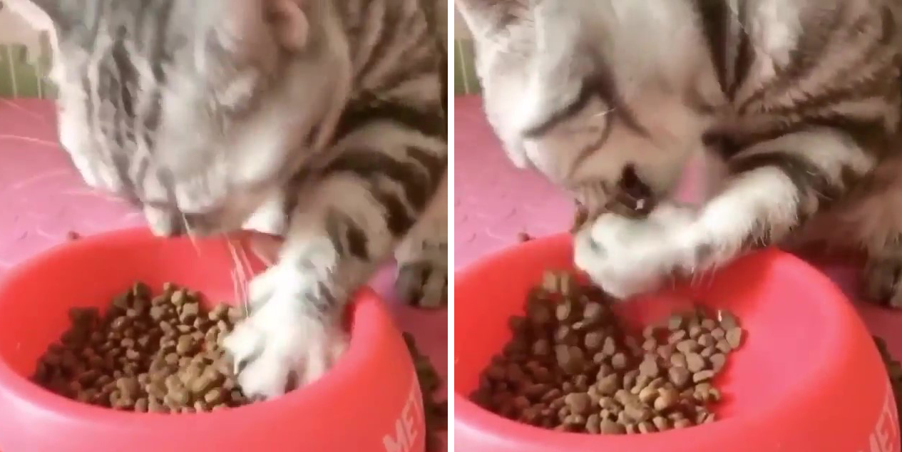 手でご飯を食べる猫