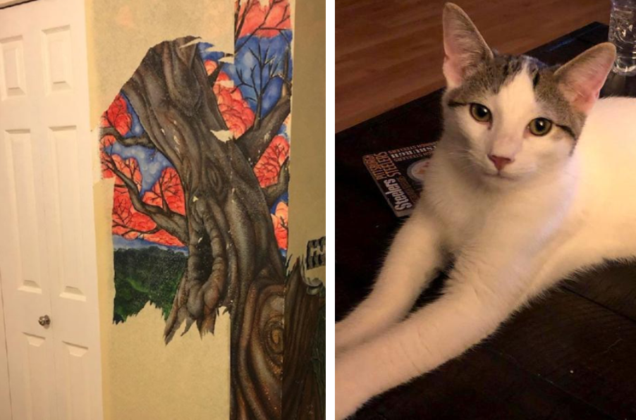 壁紙の下の壁画を発見した猫