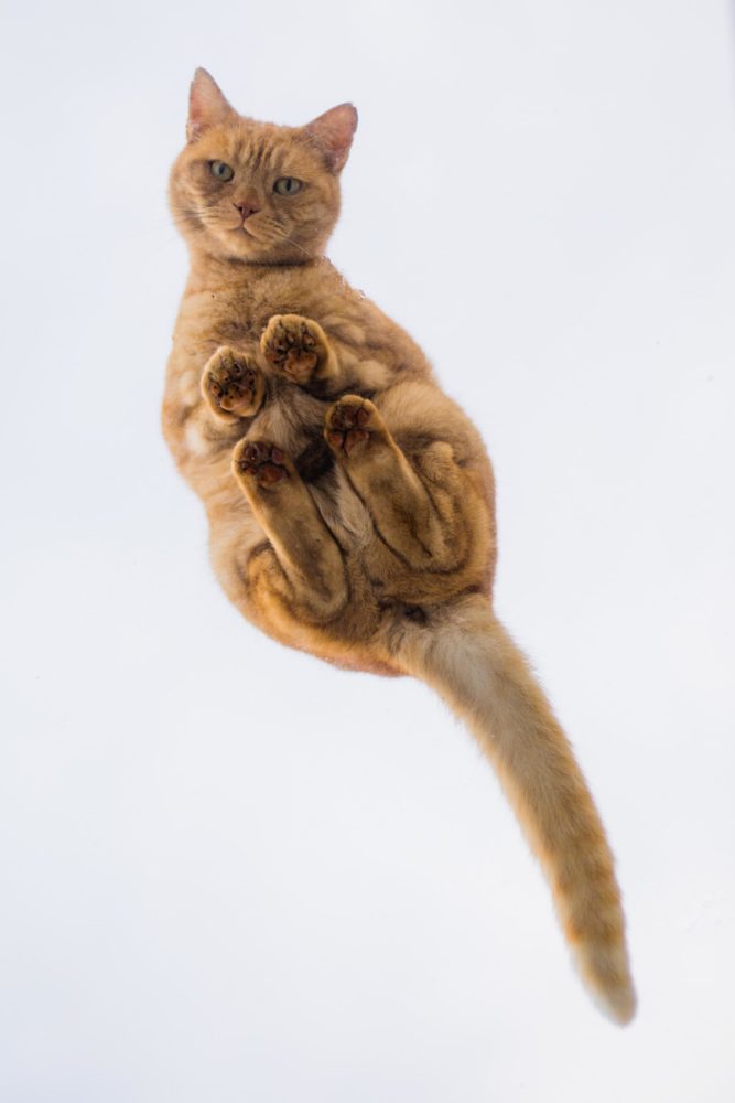 サンルーフ猫