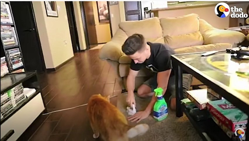 猫の吐瀉物を掃除する