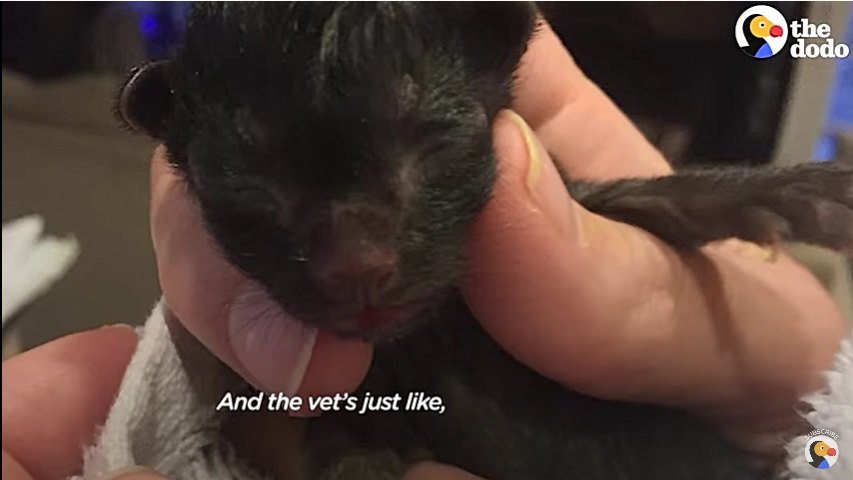 救助された小さすぎる子猫