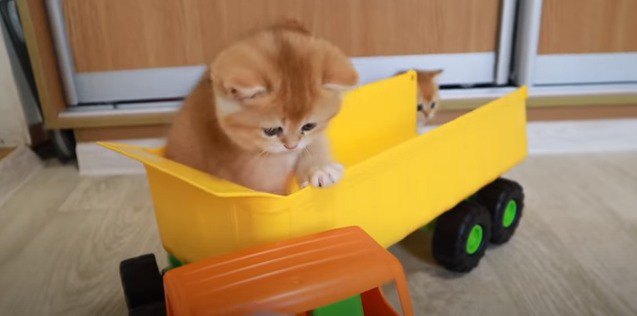 運転席を見る子猫