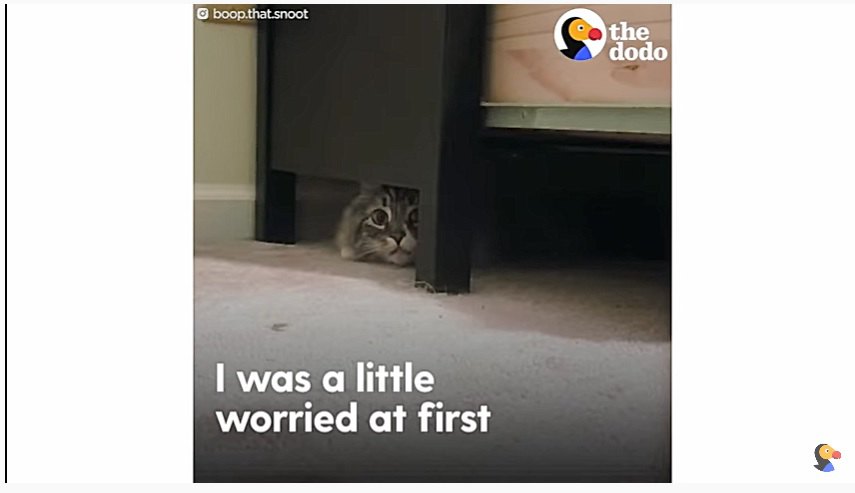 家具の下に隠れる猫