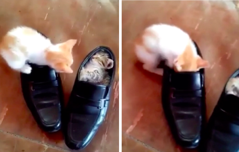 靴の中に入る子猫