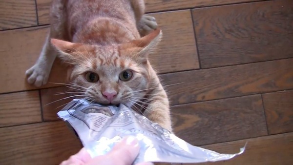 おやつの袋を引っ張る猫