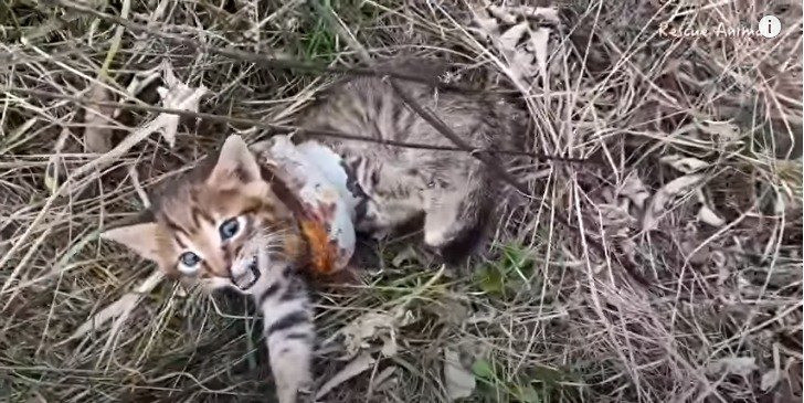鉄のパイプがはまっている子猫