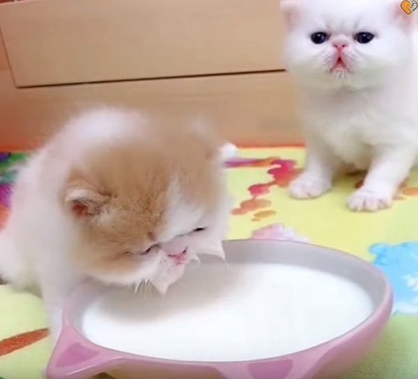 ミルクを飲む子猫とそれを見る子猫