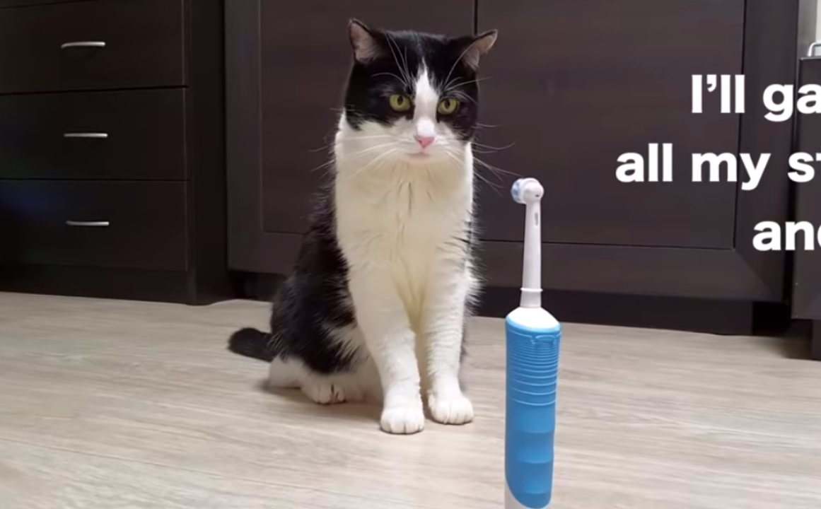 電動歯ブラシと猫