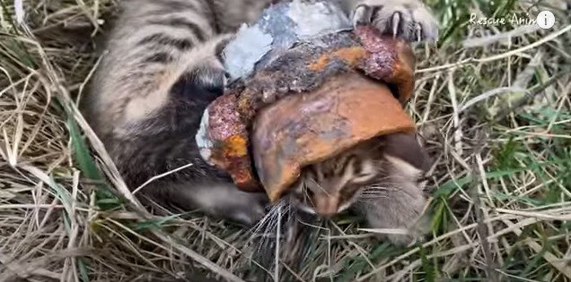 はずそうともがく子猫