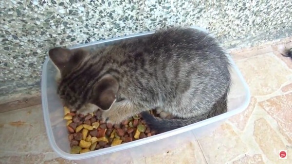 餌の箱に入って俯く子猫