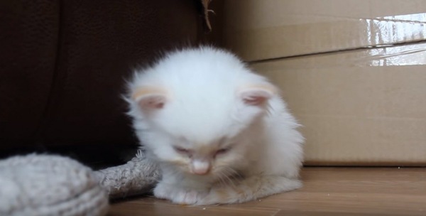 床に倒れそうになる子猫