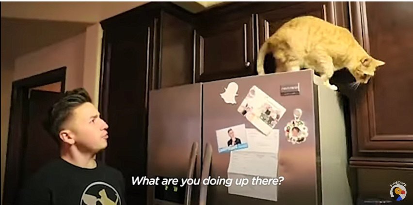冷蔵庫の上に乗る猫