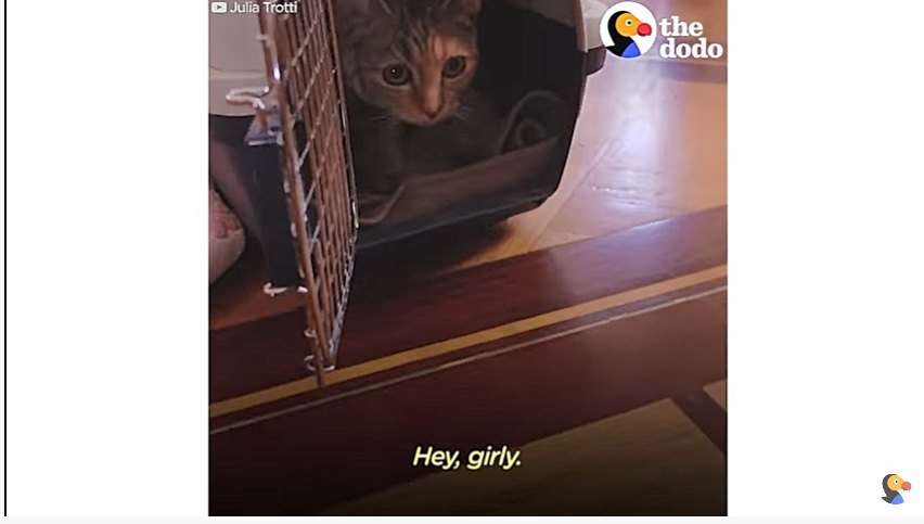 キャリーから出てくる猫