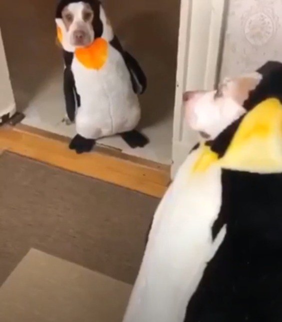 ペンギンのコスプレを見合う犬たち