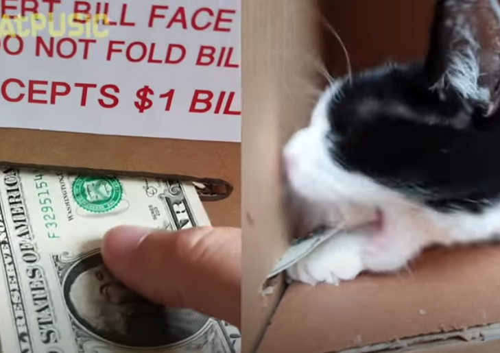 お金を噛む猫
