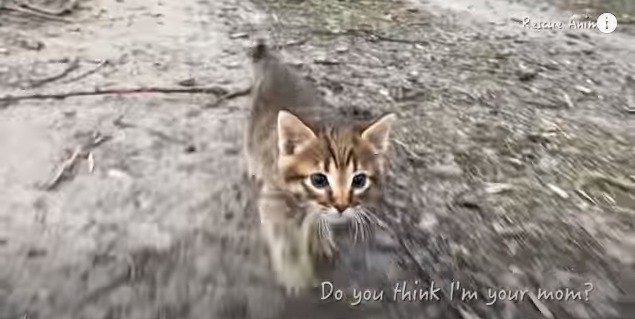 追いかけてくる子猫