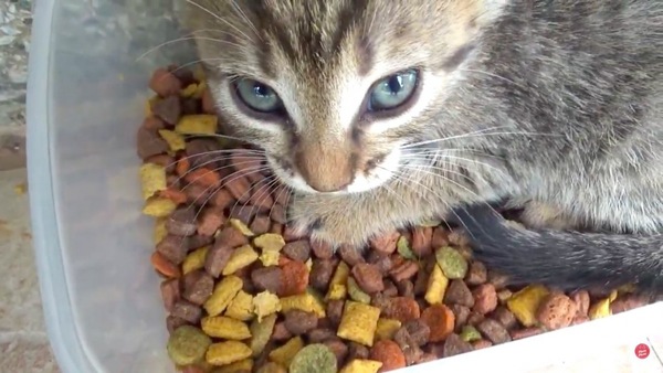 餌箱の中から見つめる子猫