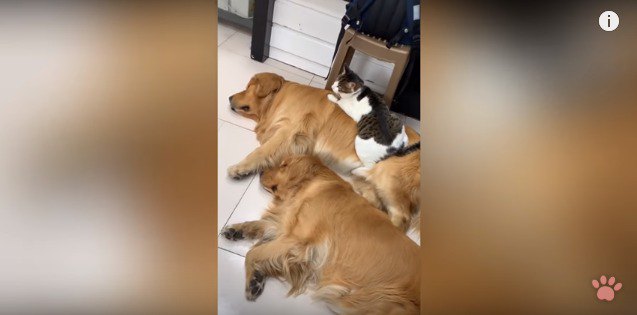 2頭の犬と犬の上で寝る猫