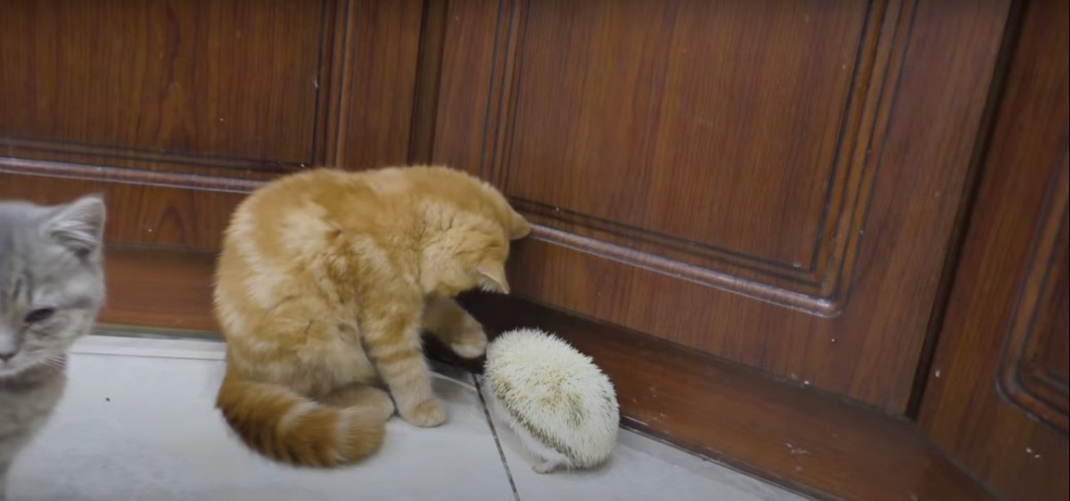 ハリネズミに触った猫