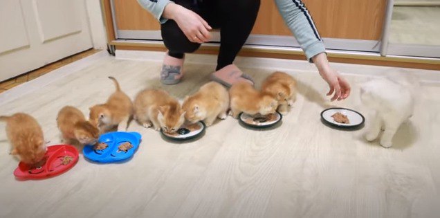 並んでご飯を食べる猫たち