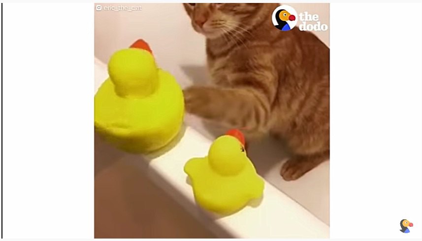 おもちゃで遊ぶ猫