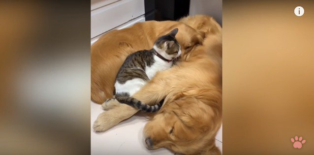 犬の顔を舐める猫
