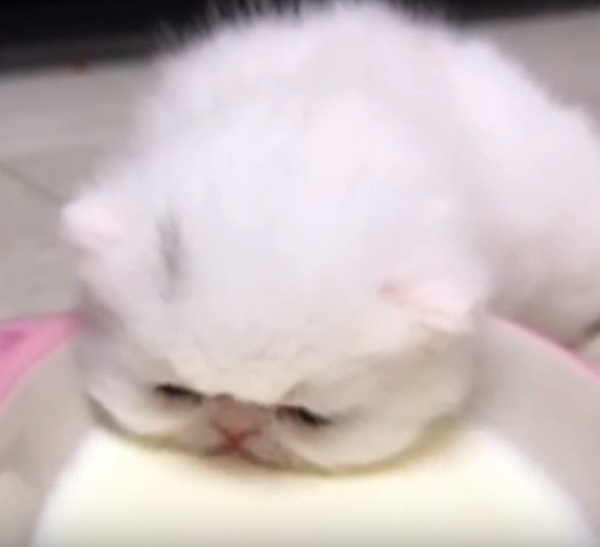 お皿でミルクを飲む子猫