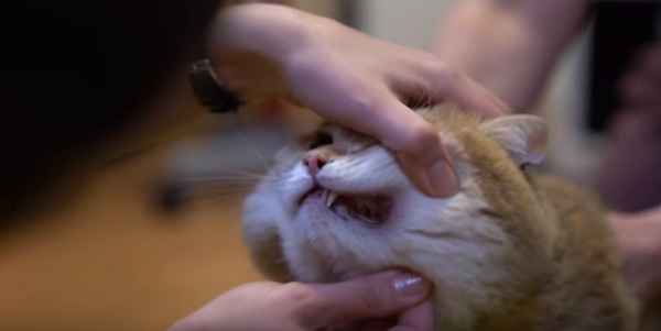 歯の検診を受ける猫のホシコ