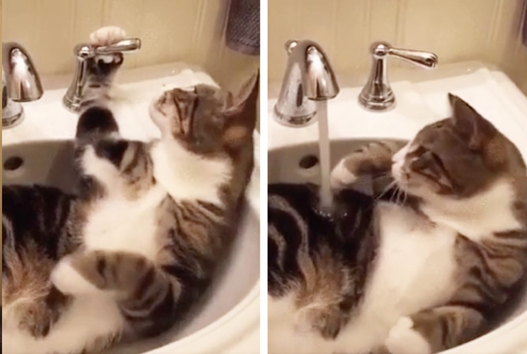 自分で水を出した猫