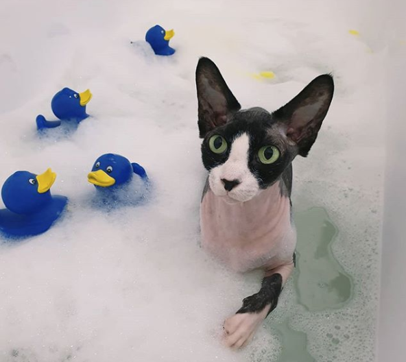 泡風呂を楽しむ猫