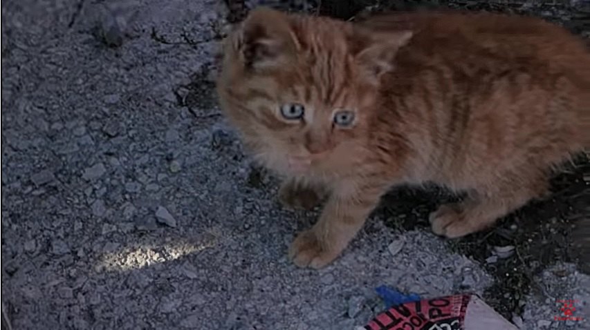ゴミ捨て場にいる子猫の発見時