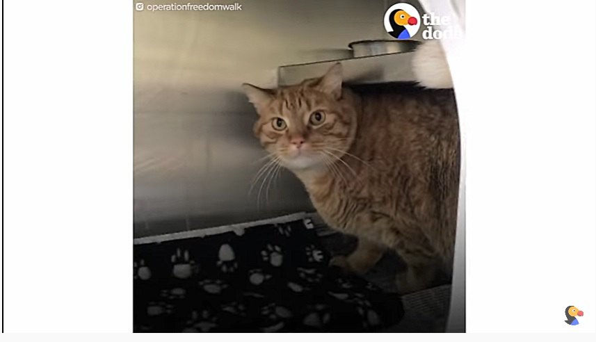 保護されたばかりの猫