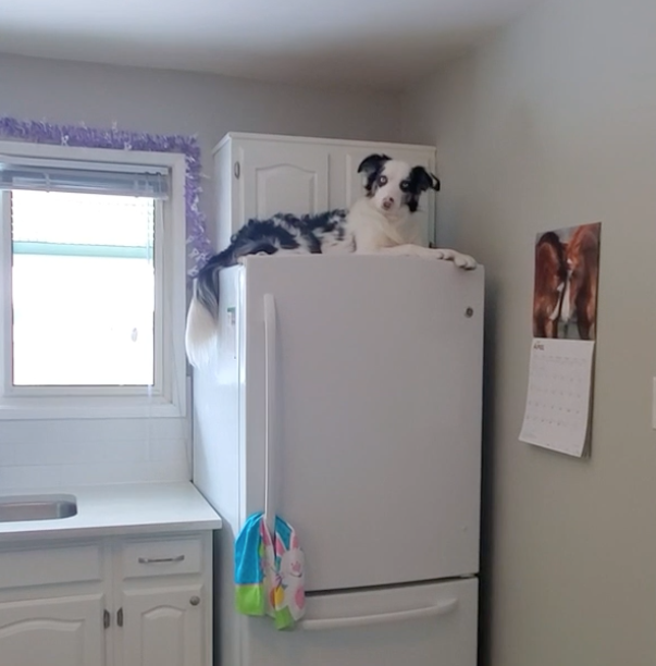 冷蔵庫の上に座る犬