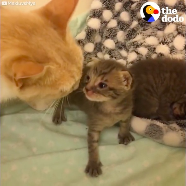 子猫の匂いを嗅ぐ母猫