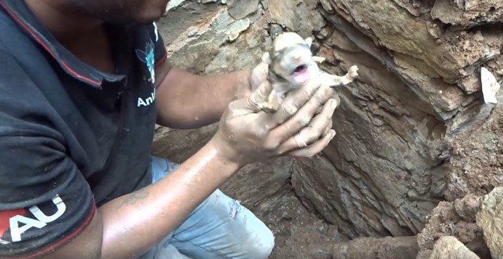 1匹目の子犬を救助