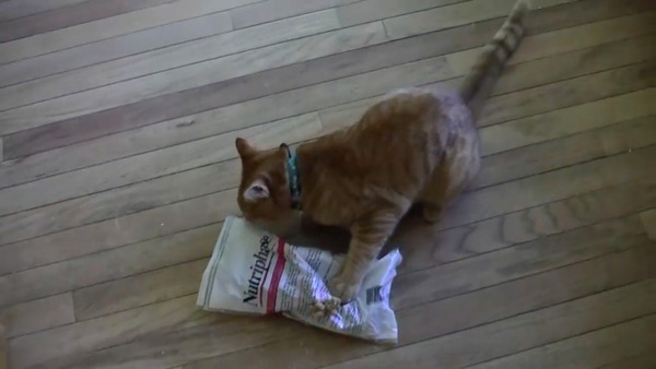 ご飯の袋を見つけた猫