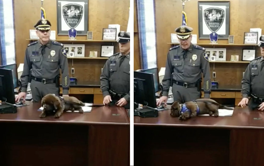 任命式で寝てしまう子犬の警察犬