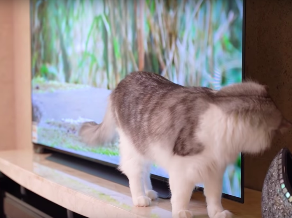 テレビの中の鳥を探す猫