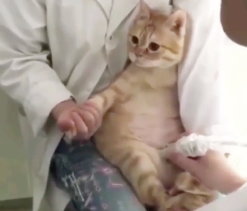 妊婦検診の猫
