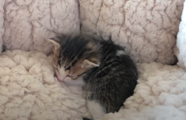 毛布の上ですやすや眠る子猫