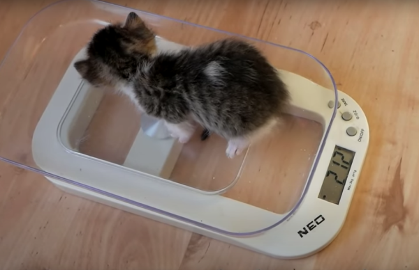 体重測定をする子猫