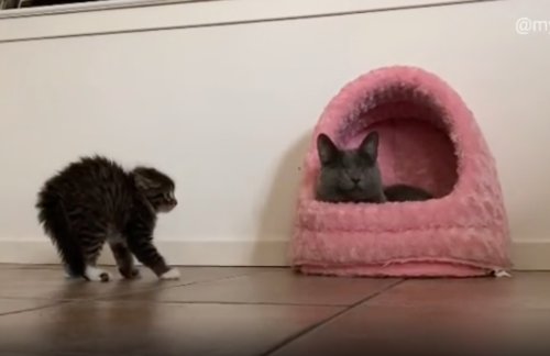 子猫と盲目の猫の初対面
