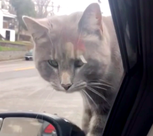 車の中を覗く猫