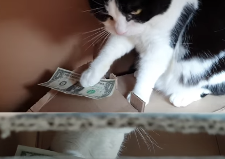 ATMの中で仕事をする猫