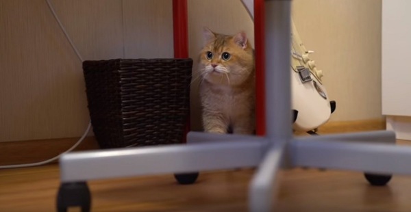 怖くて椅子の下に隠れるホシコ